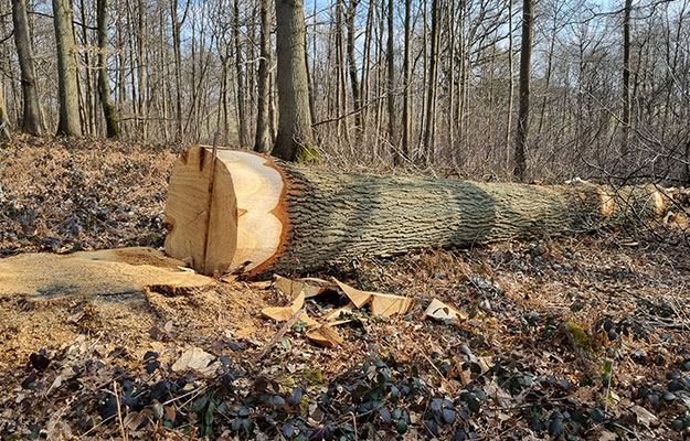Comment choisir une grume de bonne qualité