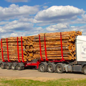 "bois en grume 60 stères"