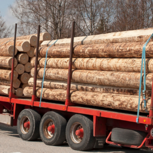 "bois en grume 50 stères"